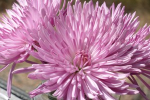 mariage advice part 4