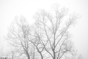 courtesy of Laughing Tree Photography