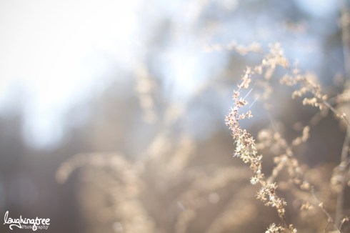 camp nanowrimo update