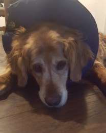 IMG_20170622_203834_009